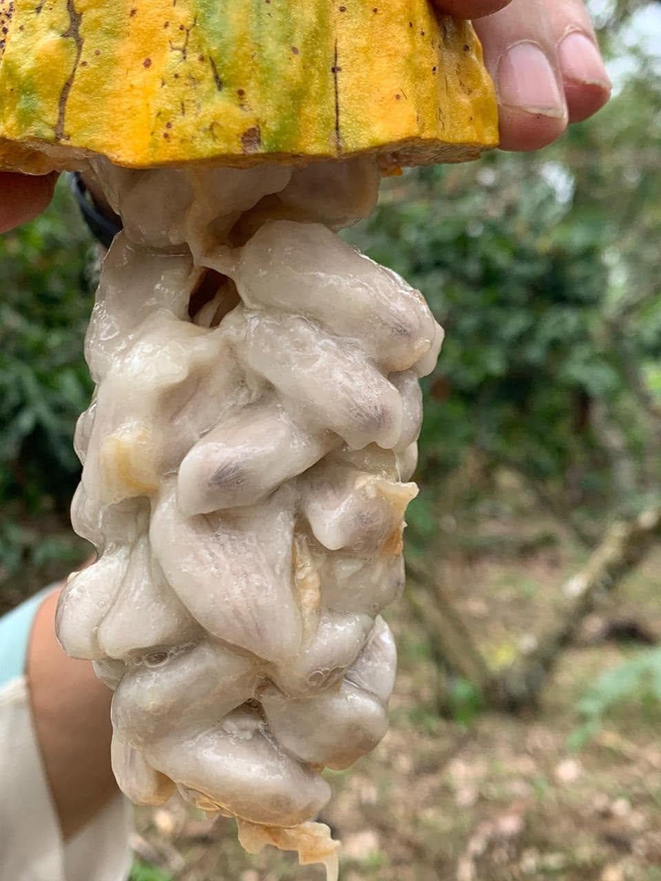 Búsqueda de Calidades Superiores de Cacao y Salud Humana