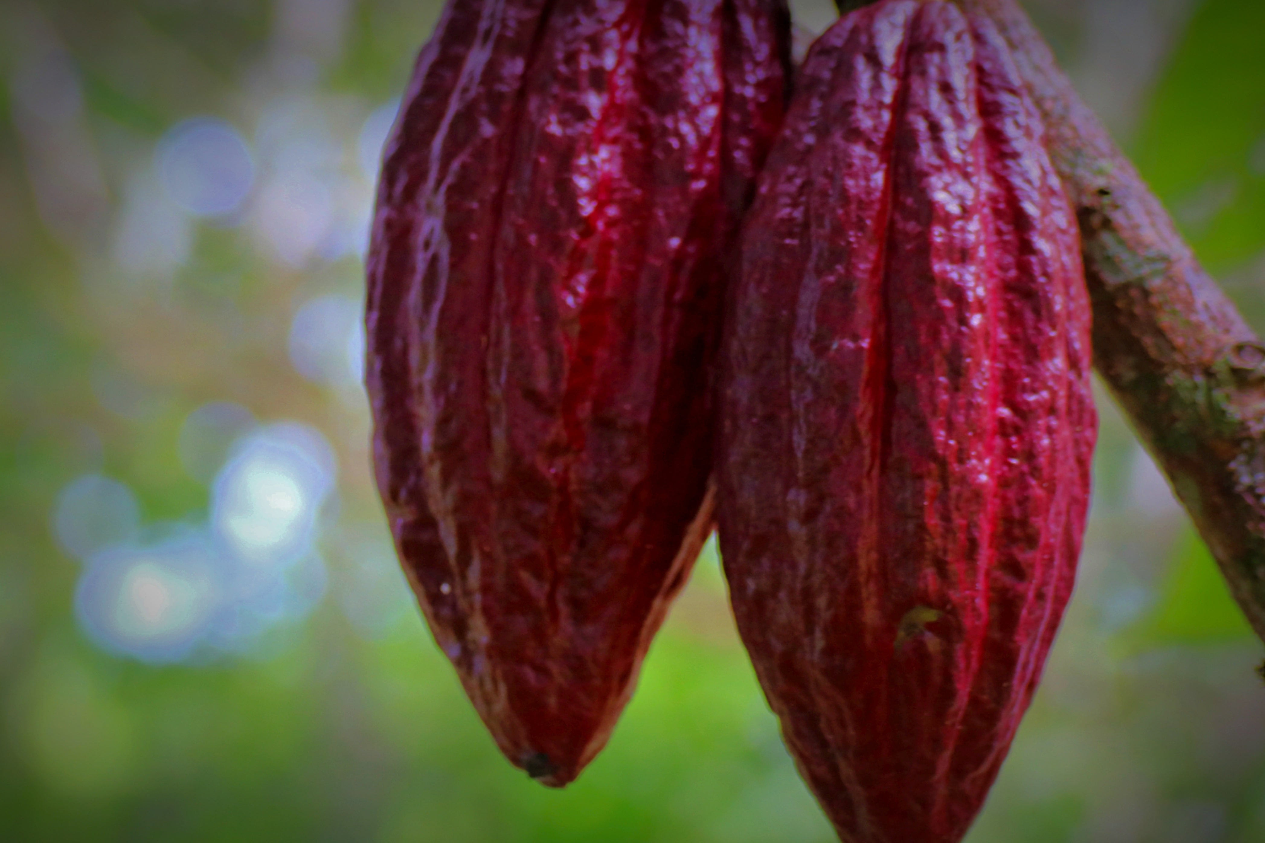 Cacao y Turismo Sostenible: Presentado en español