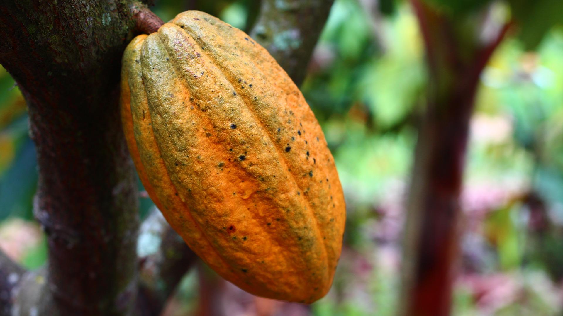 Cacao de Camerún: lo que lo hace especial