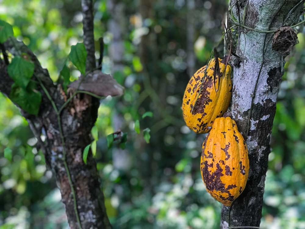 «Quand l'argent poussait sur les arbres» - Les études ethnobotaniques du cacaoyer