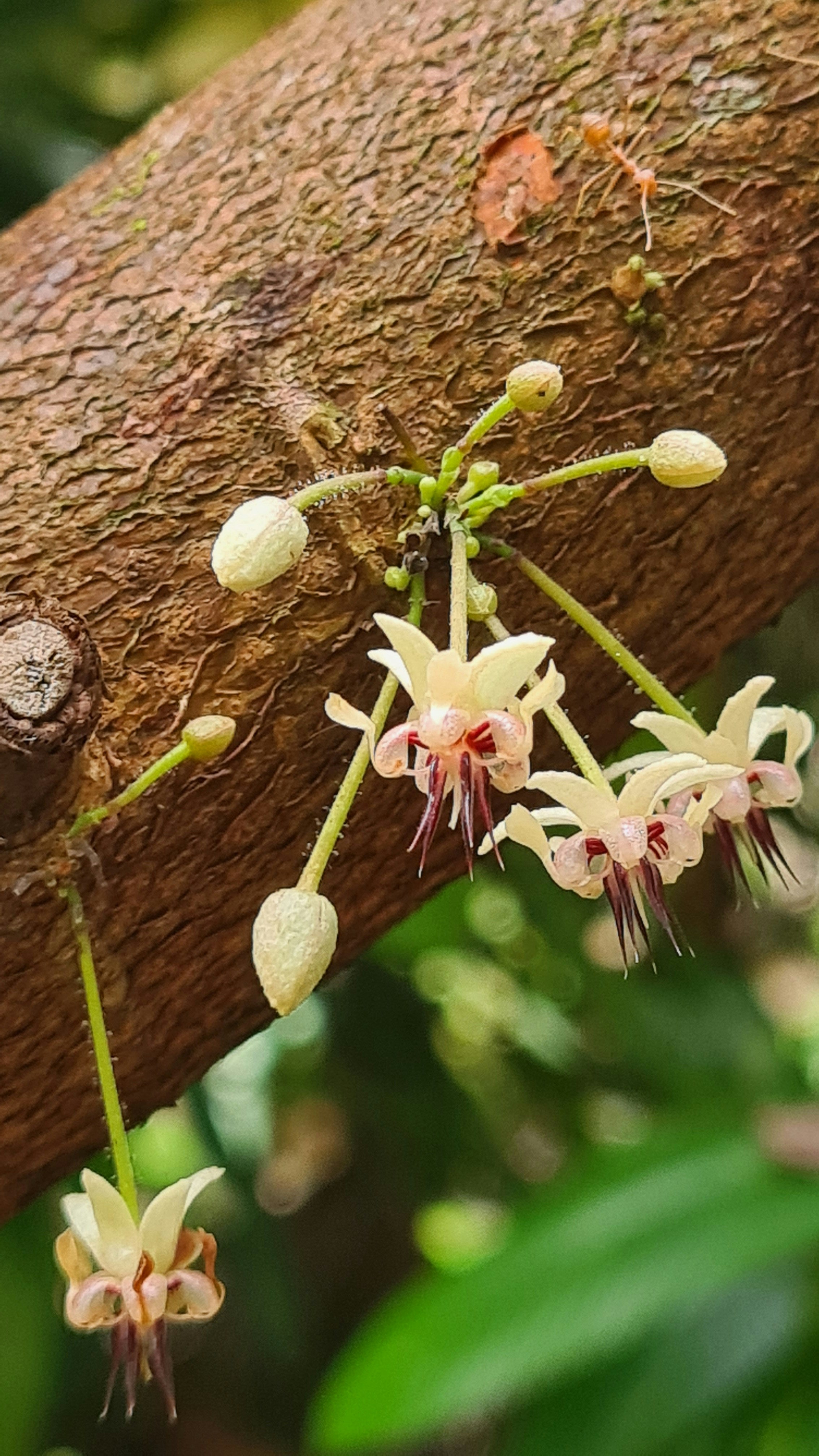 Sustainability for Cacao and Chocolate: From Soil to Soul