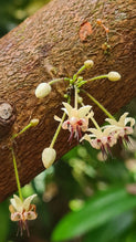 Sustainability for Cacao and Chocolate: From Soil to Soul
