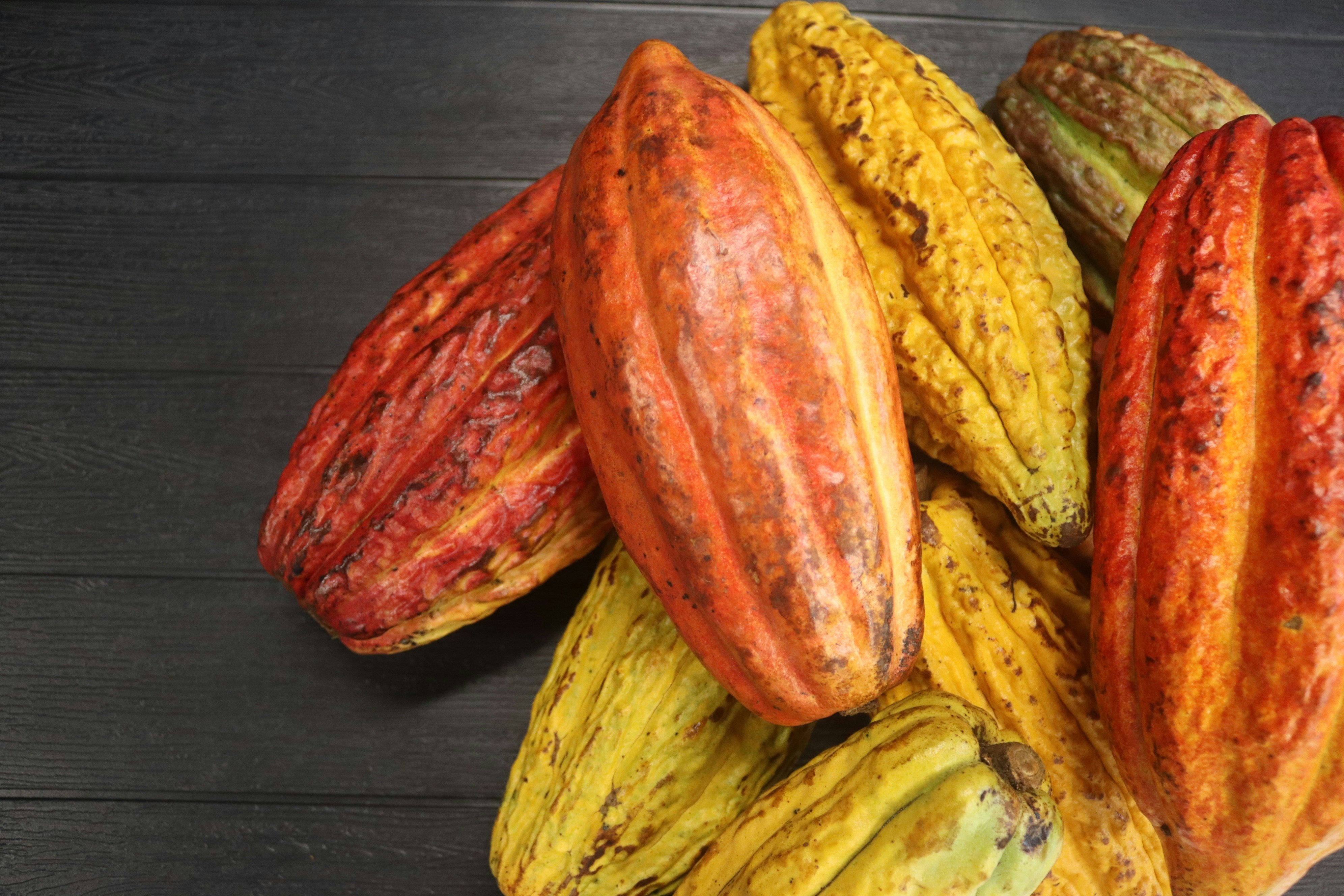 Waste to Wealth - Cocoa Is More Than Chocolate